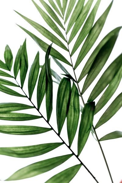 Photocircle Poster / Leinwandbild - Leaves 4