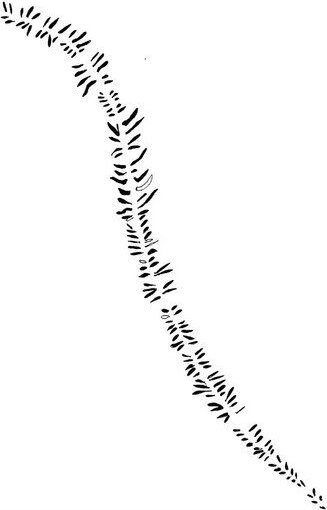 Photocircle Poster / Leinwandbild - Mantika Skandi Farn