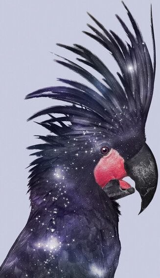 Photocircle Wandbild / Kunstdruck / Poster / Leinwand - Galaxie Vogel