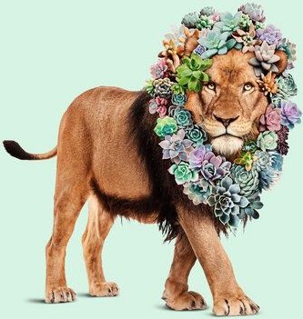 Photocircle Wandbild / Kunstdruck / Poster / Leinwand - Sukkulenten Löwe