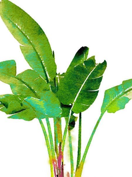 Photocircle Poster / Leinwandbild - Tropical Banana Leaves Watercolor