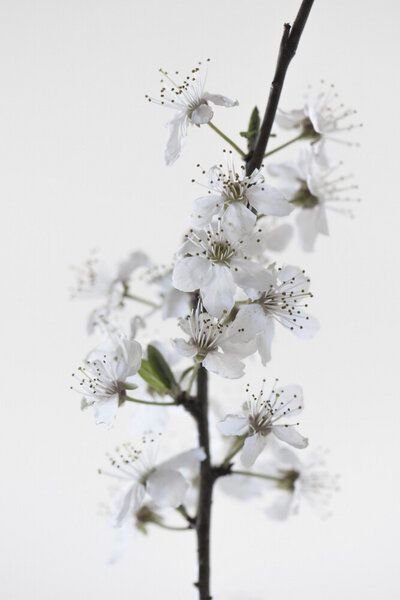 Photocircle Poster / Leinwandbild - White Blossoms