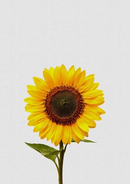 Photocircle Wandbild / Kunstdruck / Poster / Leinwand - Sunflower Still Life