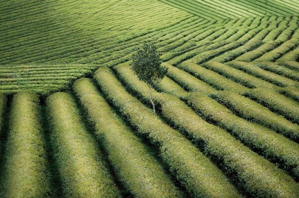 Photocircle Poster / Leinwandbild - Tree in a Tea Field