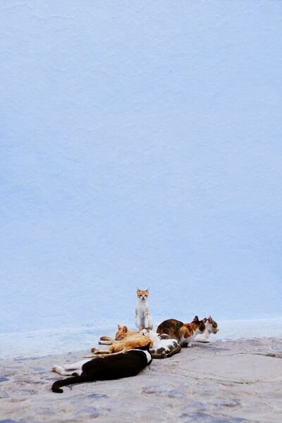 Photocircle Poster / Leinwandbild - Nap Guard