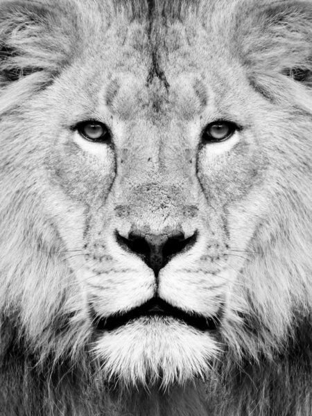 Photocircle Poster / Leinwandbild - Lion Photography