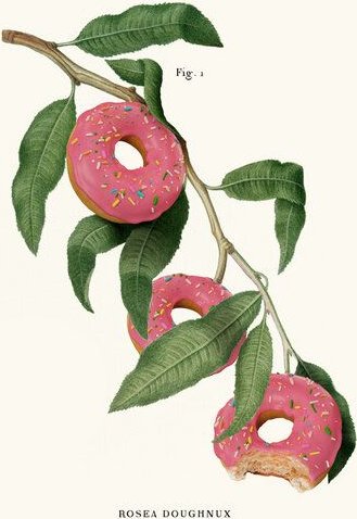 Photocircle Wandbild / Kunstdruck / Poster / Leinwand - Donut Plant