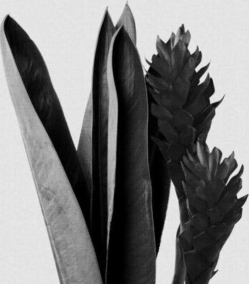 Photocircle Wandbild / Kunstdruck / Poster / Leinwand - Flower Black & White