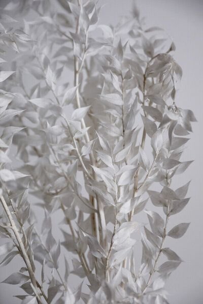 Photocircle Poster / Leinwandbild - WHITE sunny leafs