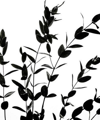 Photocircle Poster / Leinwandbild - Eucalyptus Silhouettes 1