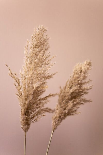 Photocircle Poster / Leinwandbild - Grass 22