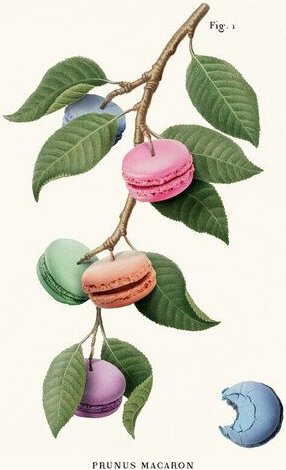 Photocircle Wandbild / Kunstdruck / Poster / Leinwand - Macaron Plant