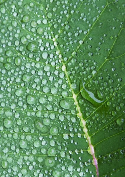 Photocircle Poster / Leinwandbild - Morning in the Woods