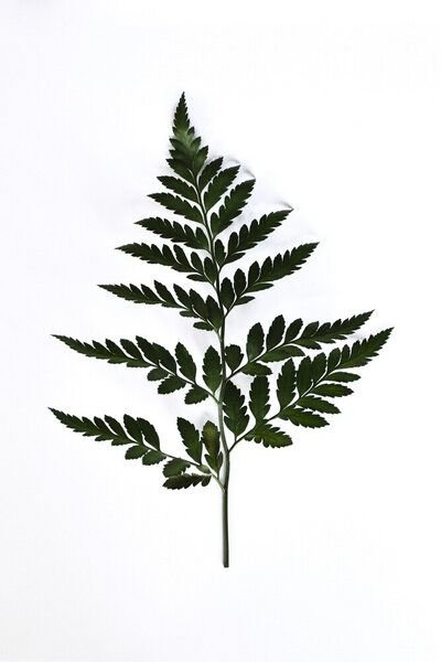 Photocircle Poster / Leinwandbild - Forest Greetings