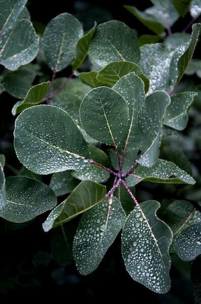 Photocircle Poster / Leinwandbild - misty FOREST morning