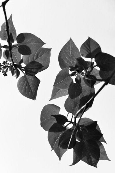 Photocircle Poster / Leinwandbild - green is the color of LIFE