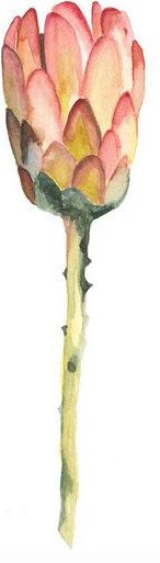 Photocircle Poster / Leinwandbild - Mantika Botanical King Protea