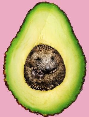 Photocircle Wandbild / Kunstdruck / Poster / Leinwand - Hedgehocado