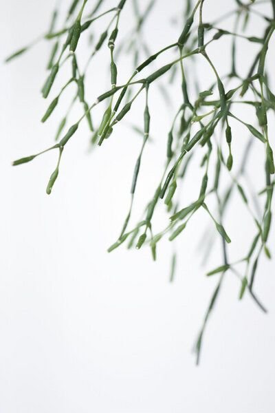 Photocircle Poster / Leinwandbild - Geo Plant