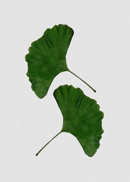 Photocircle Wandbild / Kunstdruck / Poster / Leinwand - Ginkgo Leaf II