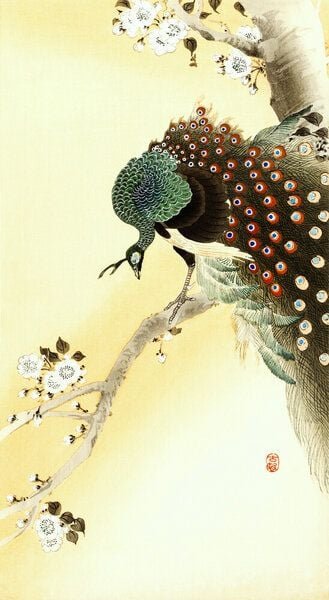 Photocircle Poster / Leinwandbild - Pfau auf einem Kirschblütenbaum von Ohara Koson
