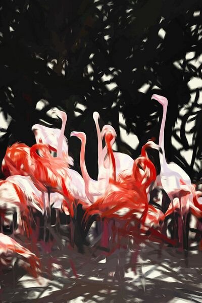 Photocircle Poster / Leinwandbild - Flamingoes Under The Banyan Tree