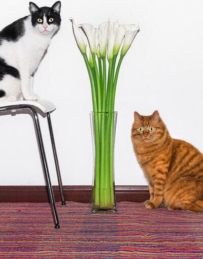 Photocircle Poster / Leinwandbild - Brotherly Love