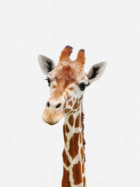 Photocircle Poster / Leinwandbild - Giraffe