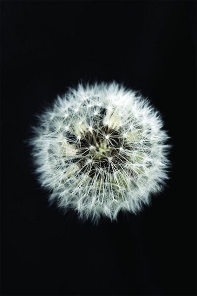 Photocircle Poster / Leinwandbild - Black and White Dendelion