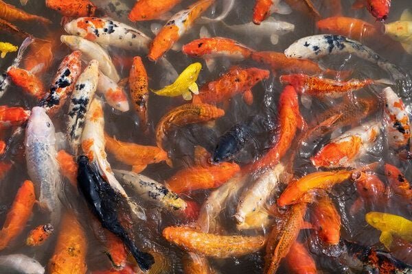 Photocircle Poster / Leinwandbild - Fish