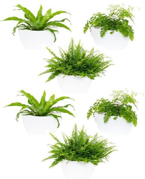 CitySens 6er-Pack Wand-Blumentopf