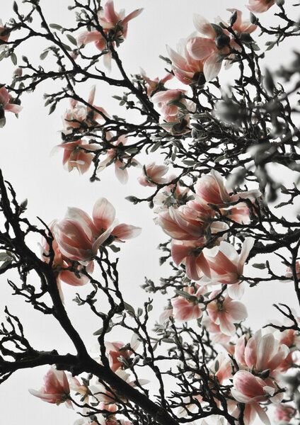 Photocircle Poster / Leinwandbild - Beautiful Blush Magnolia
