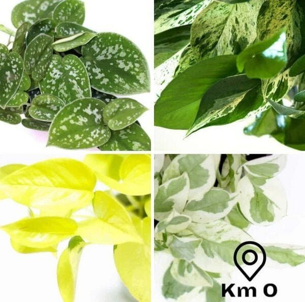 Thumbnail - CitySens 4er-Pack exklusiver Pothos