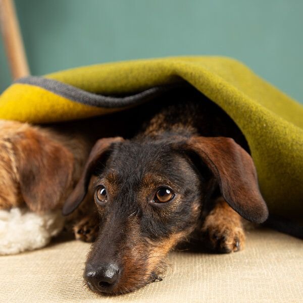 nahtur-design Hundedecke | 100% Schurwolle | natürliche Wärme