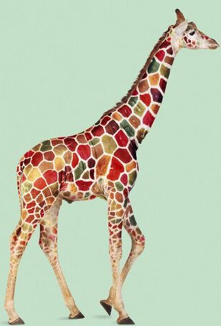 Photocircle Wandbild / Kunstdruck / Poster / Leinwand - Bunte Giraffe