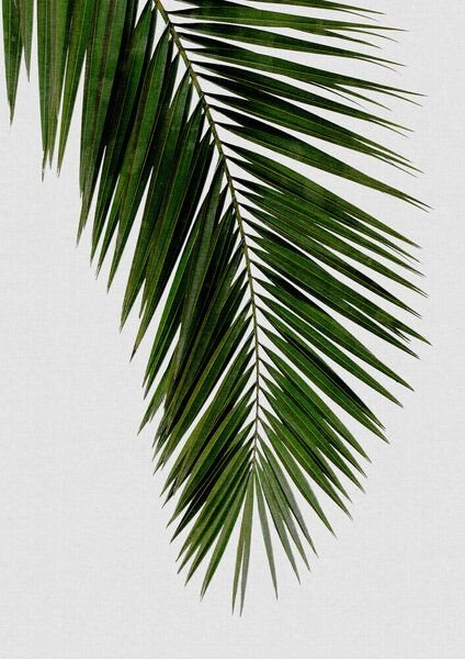 Photocircle Wandbild / Kunstdruck / Poster / Leinwand - Palm Leaf I