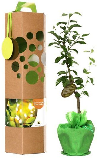 SchenkeinBäumchen Erinnerungsbaum