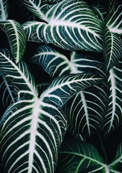 Photocircle Poster / Leinwandbild - Jungle 2