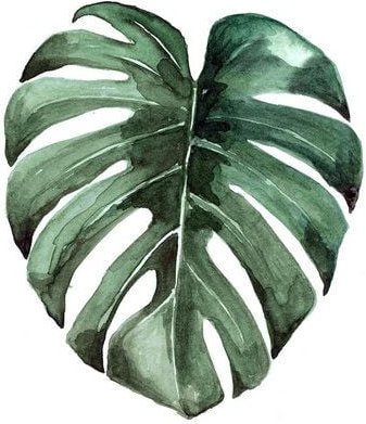 Photocircle Poster / Leinwandbild - Mantika Botanical Monstera Blatt