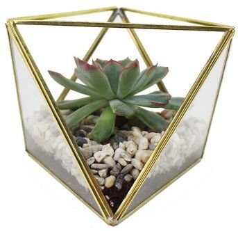 Mitienda Shop Geometrisches Terrarium aus Glas für Sukkulenten