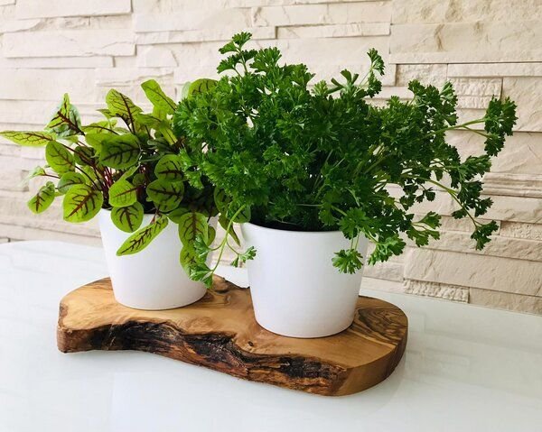 Thumbnail - Olivenholz erleben Kräuterstation für zu Hause mit oder ohne Schere auf Olivenholzfuß