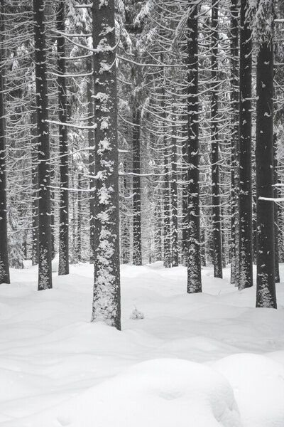 Photocircle Poster / Leinwandbild - Deep Dark White Forest