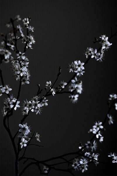 Photocircle Poster / Leinwandbild - Moody Flower Beauty