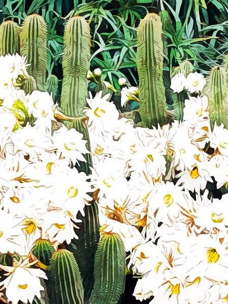 Photocircle Poster / Leinwandbild - Cactus & Bloom