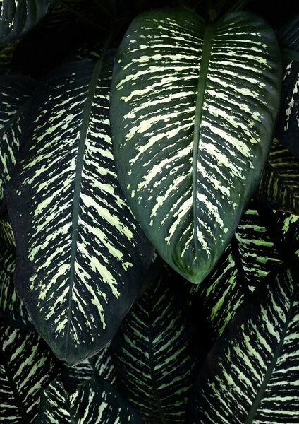 Photocircle Poster / Leinwandbild - Jungle 1