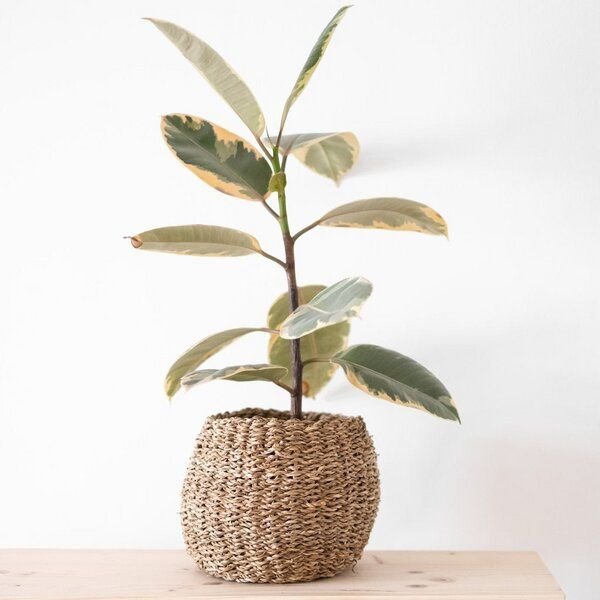 atisan Pflanzenkorb Bana aus Seegras