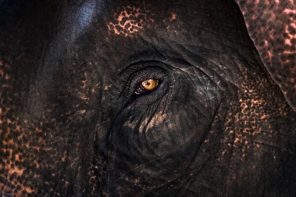 Photocircle Poster / Leinwandbild - Elephant Eye