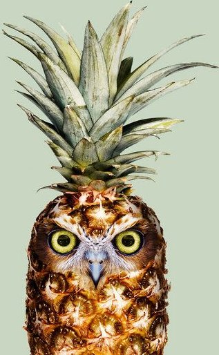 Photocircle Wandbild / Kunstdruck / Poster / Leinwand - Ananas Eule