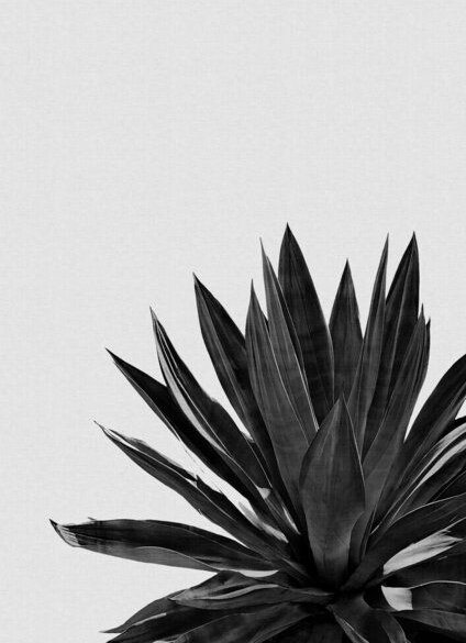 Photocircle Wandbild / Kunstdruck / Poster / Leinwand - Agave Cactus Black & White