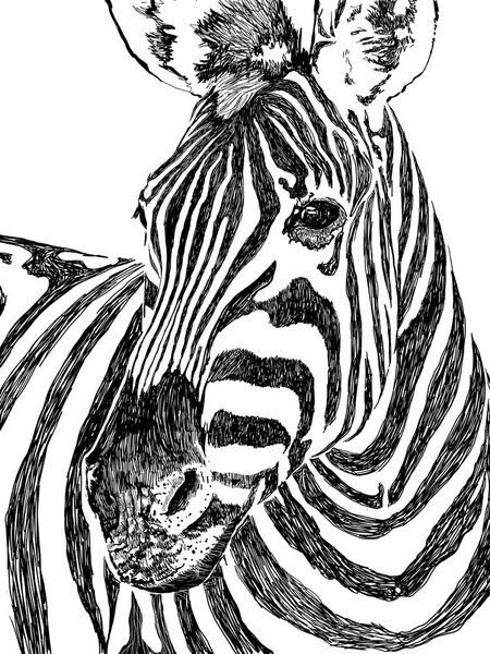 Photocircle Poster / Leinwandbild - Zebra